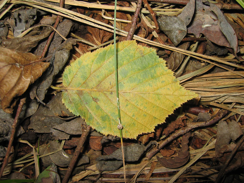 Cyathus striatus